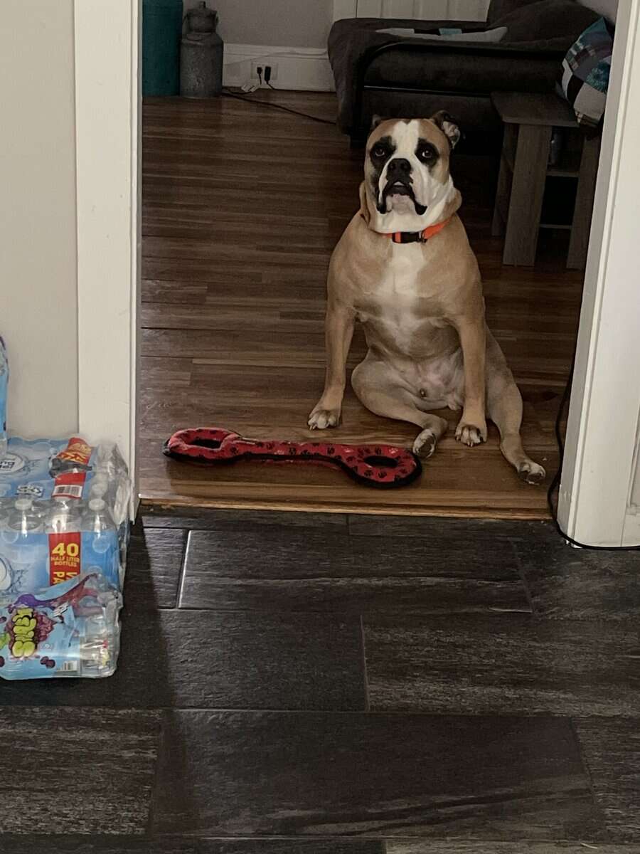 Bruno, American Bulldog image 9