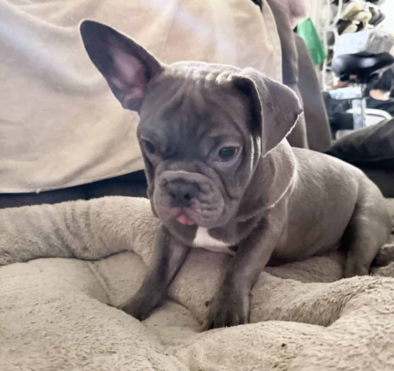 French Bulldog For Sale “Ippo” image 5