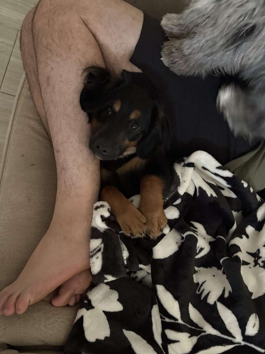 6mo pup for sale - Pepe image 2