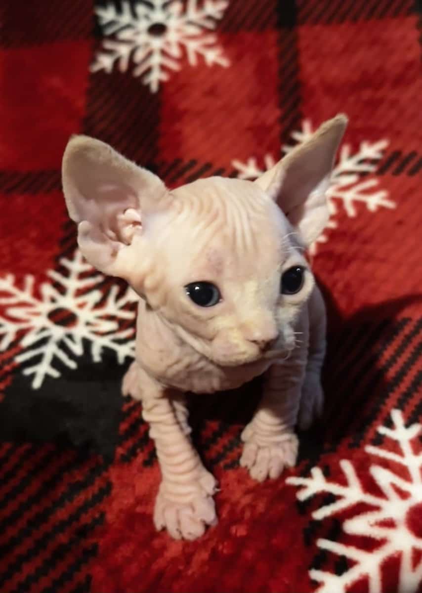 Sphynx kittens (Hairless) image 4