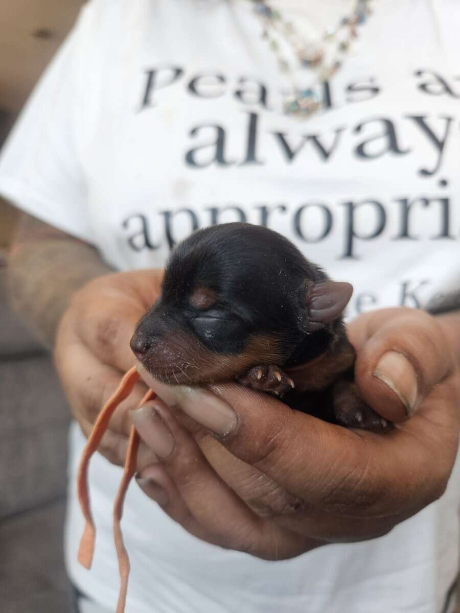6 girls 1 boy Teacup Yorkies Available image 6