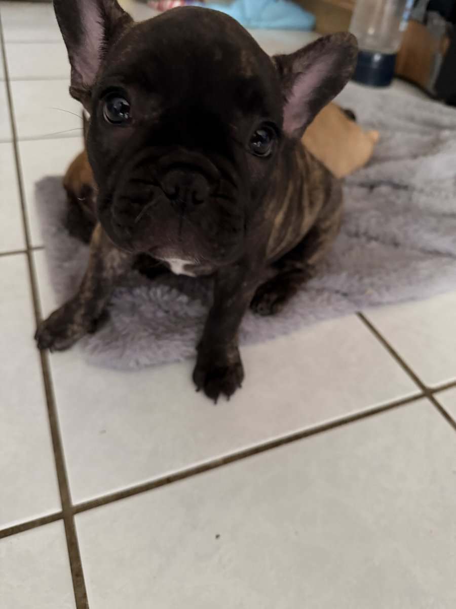 AKC Female French Bulldog image 5