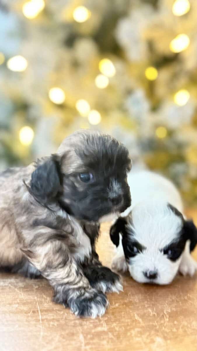 Shih Tzu Christmas-Ready Companions image 8