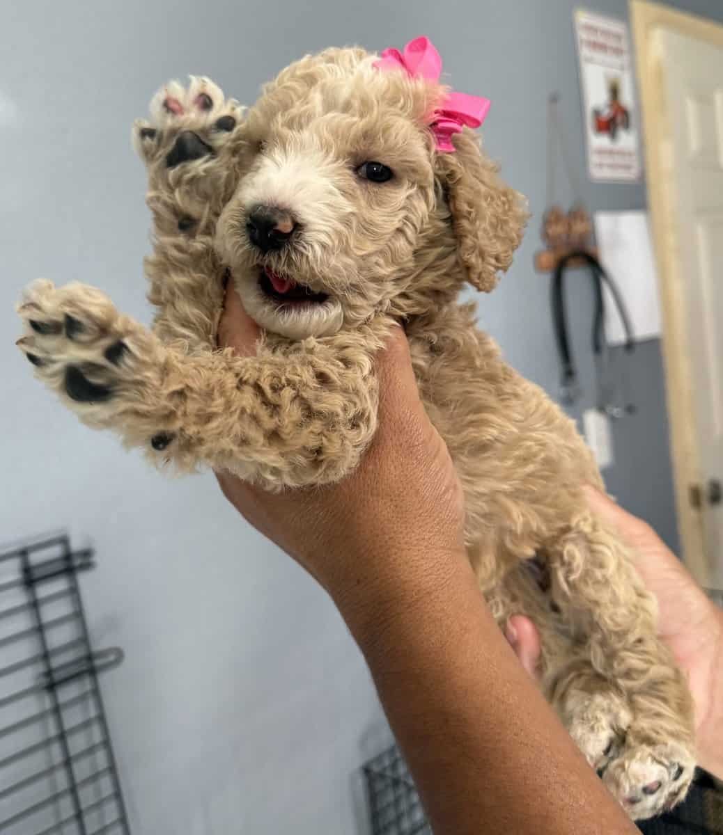 Goldendoodle image 6