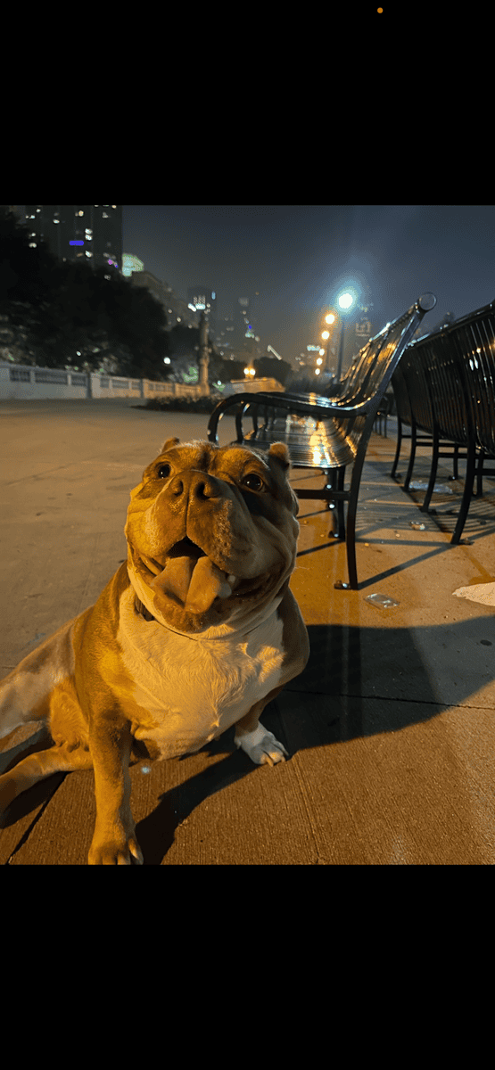 American Bully Female Rehome image 1