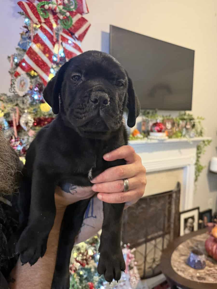 8 weeks old Male Cane Corso image 5