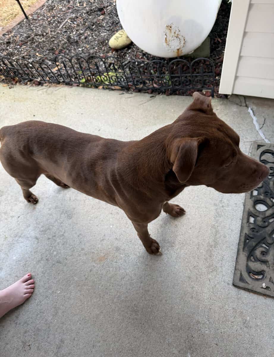 RE-HoME MEDIUM Brown Dog image 1