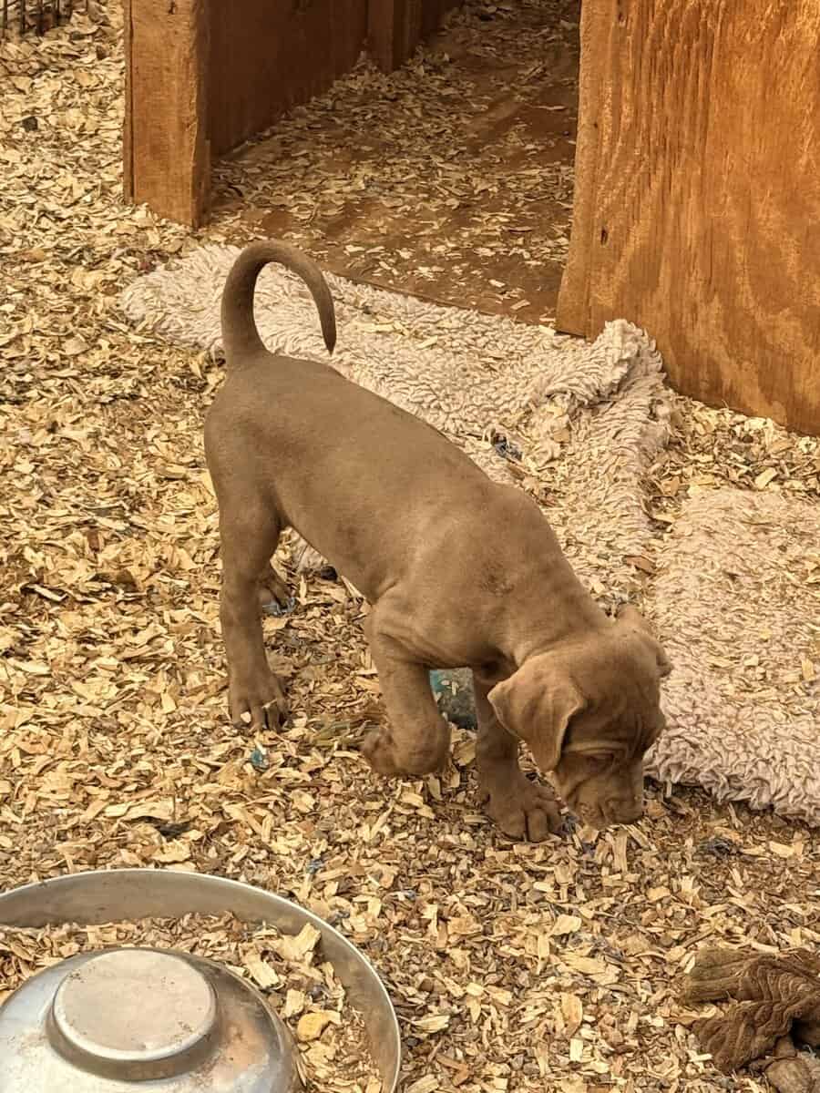 Catahoula Leopard puppies image 3