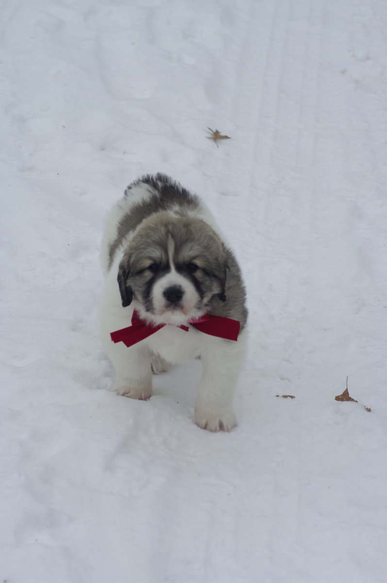 Great Pyrenees Puppy - Male image 1