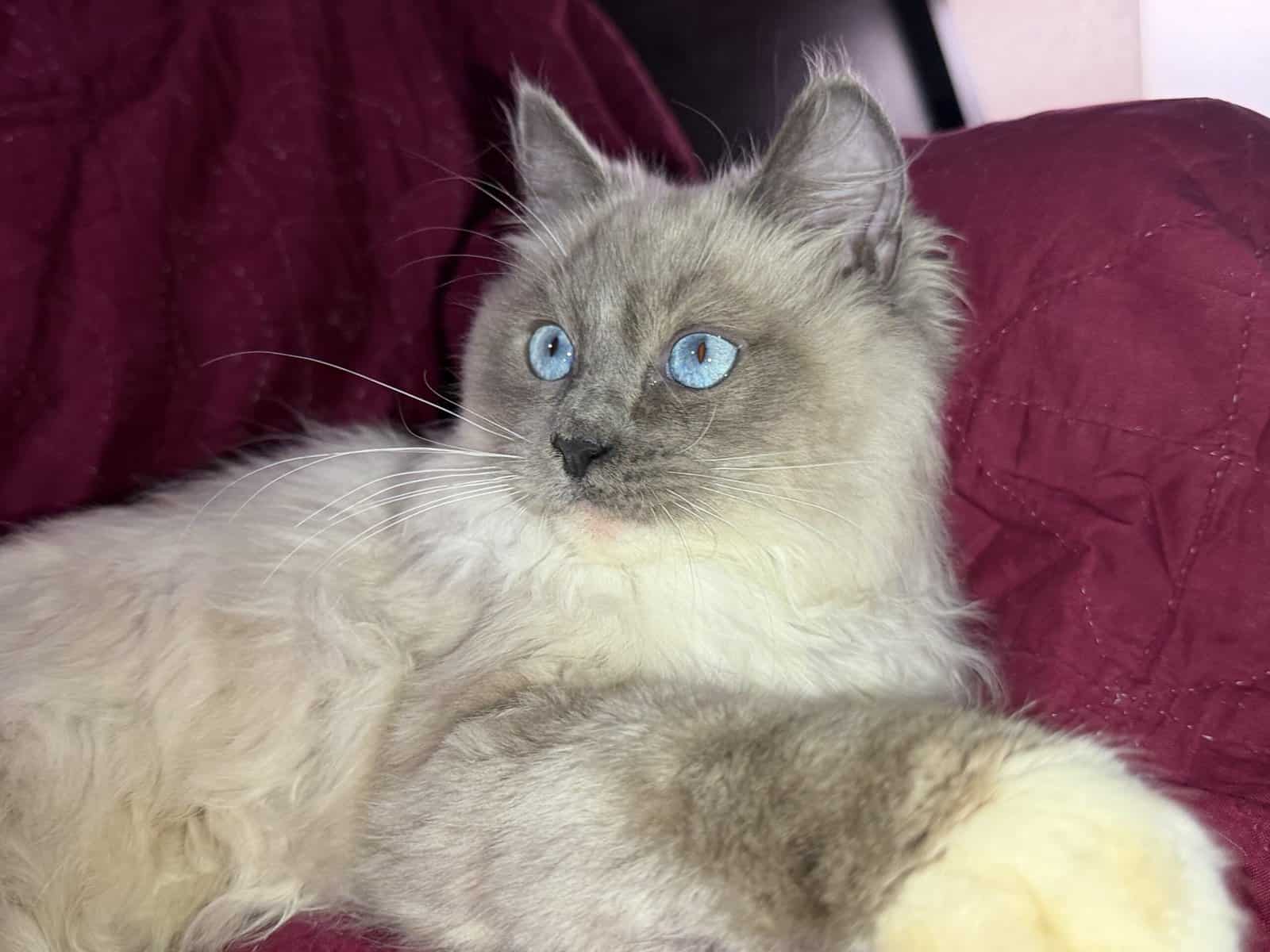 Pure Bred Rag doll Kitten named Pepsi image 21