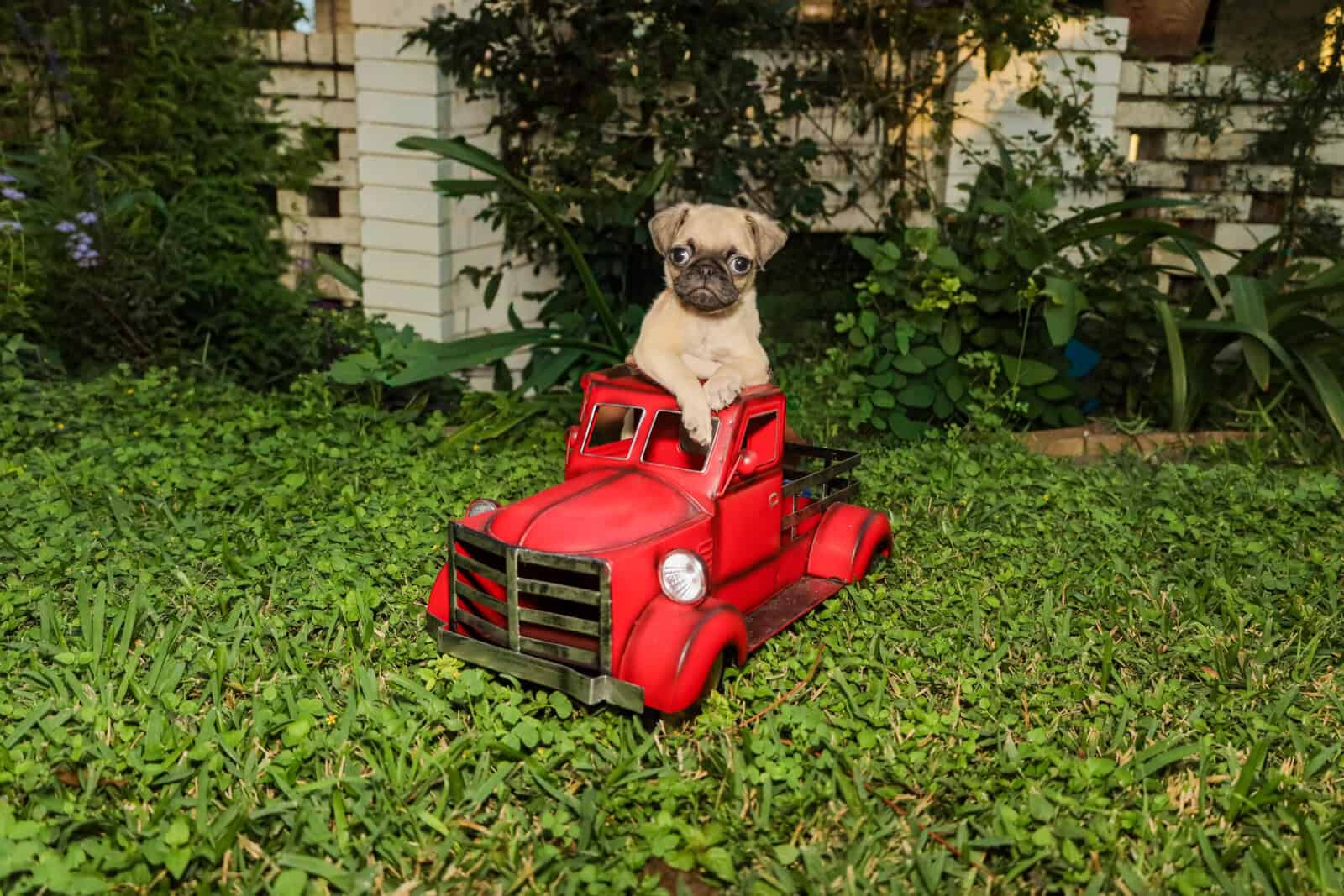 Pug puppies image 1
