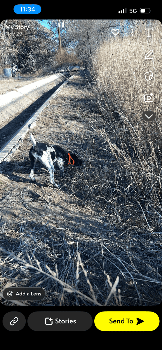 German Shorthair image 3