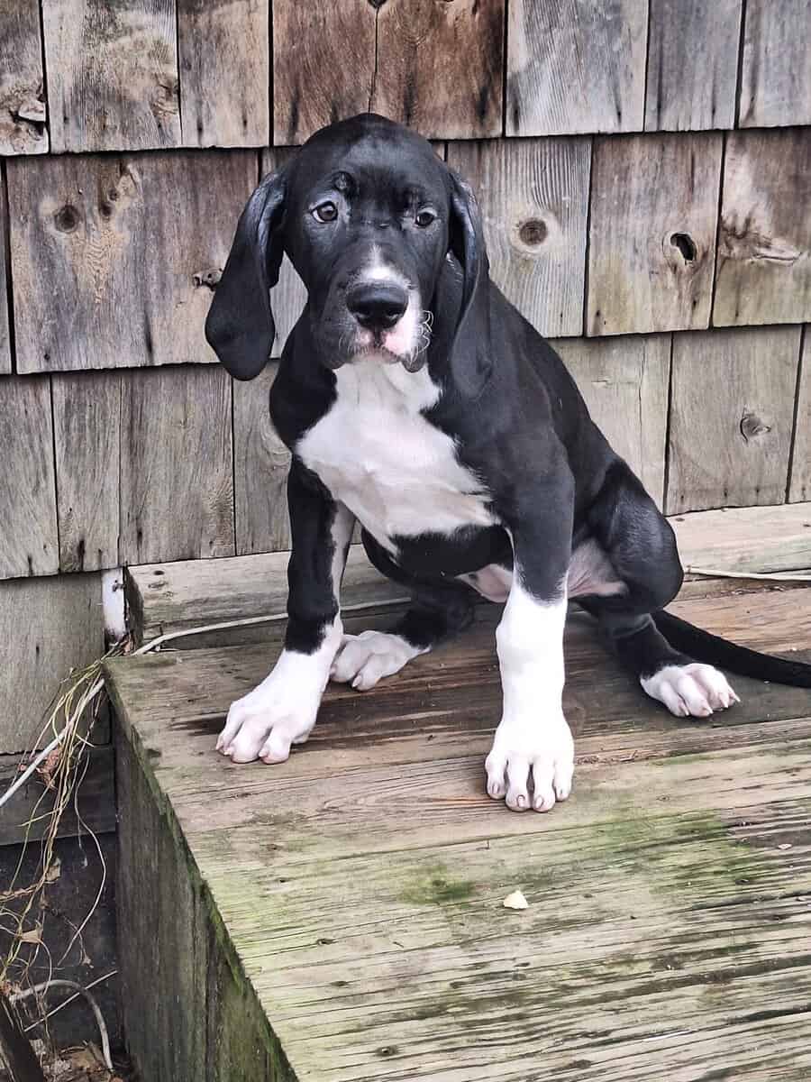 Great Dane puppies for sale image 4