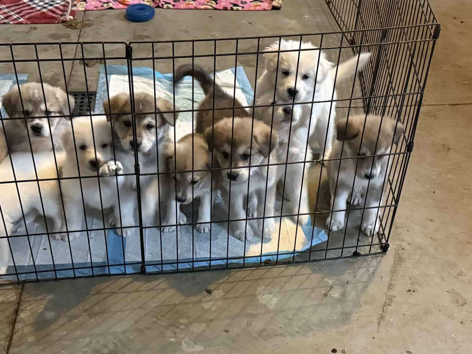 German Shepherd/Great Pyrenees image 2