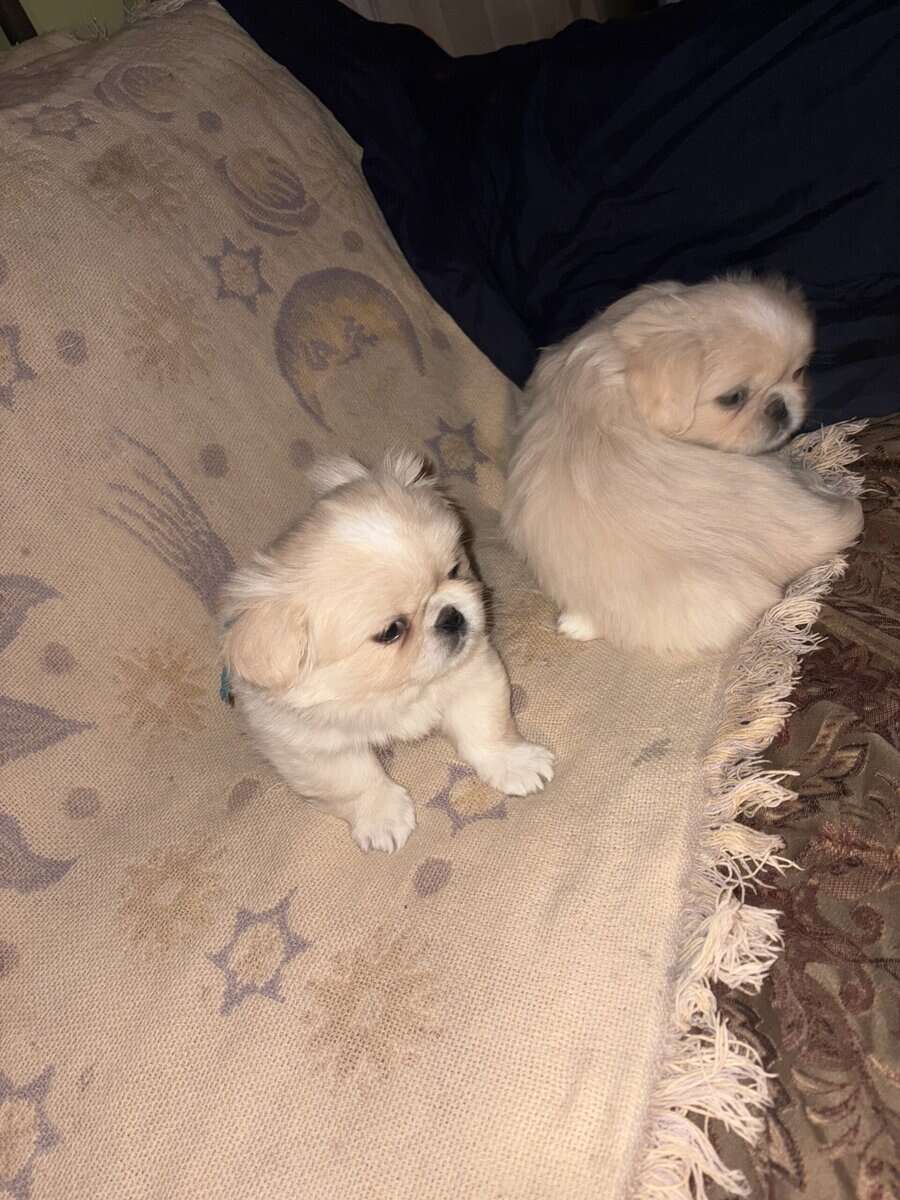 Pekingese puppies image 4