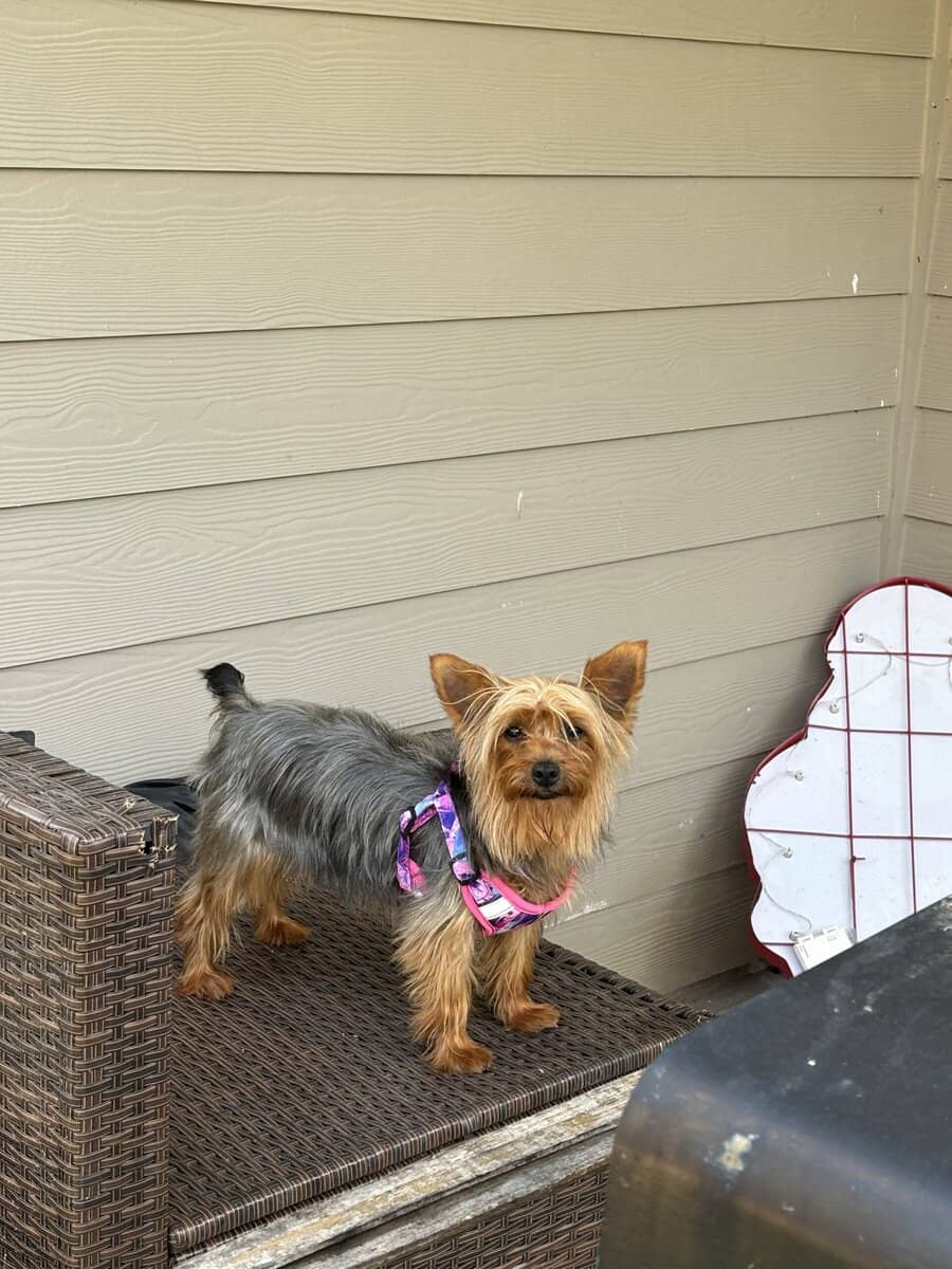 Need A Forever Home image 1