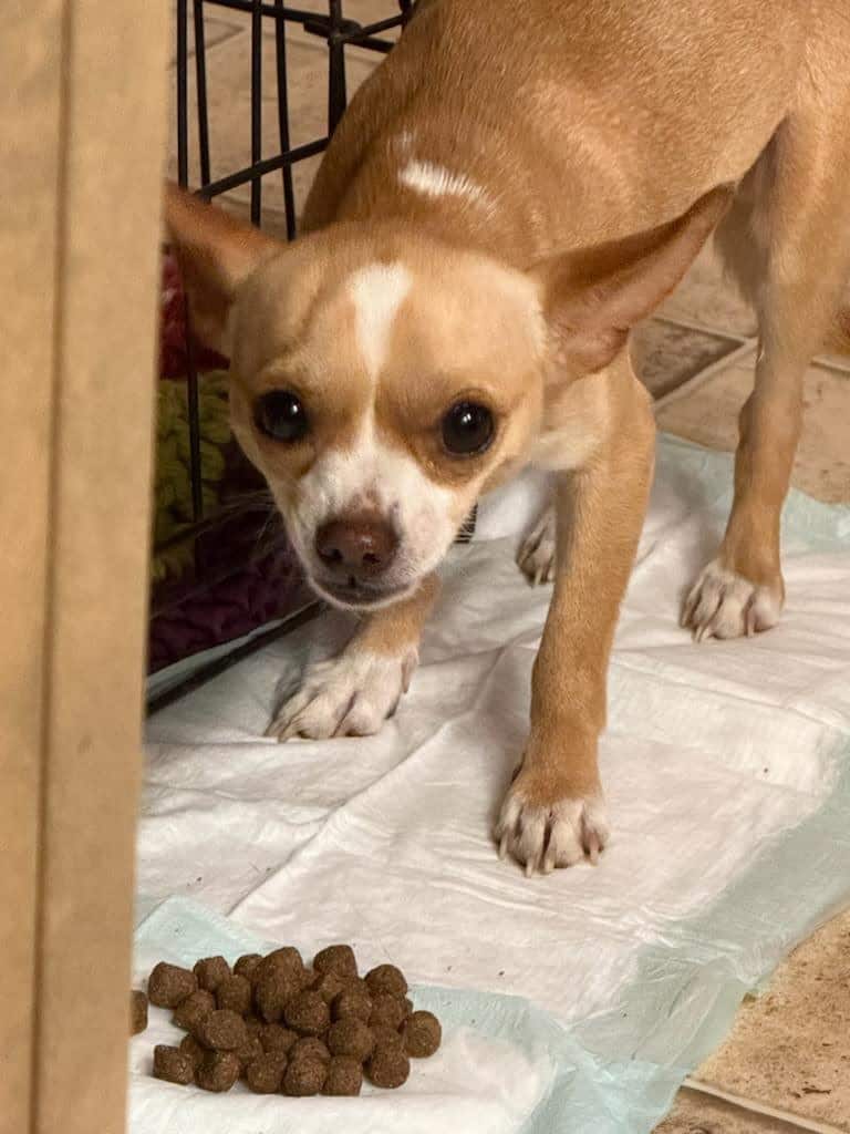 Rare Breed/Chi Staffy Bull pups /Designer Pups image 6