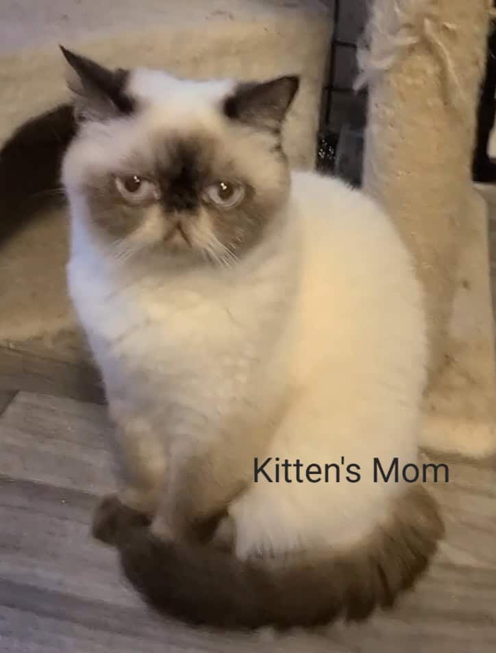 Exotic Shorthair Kittens image 3