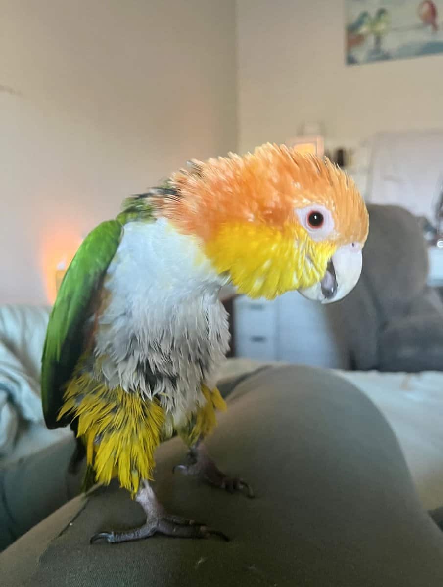 Female Caique parrot with cage image 1