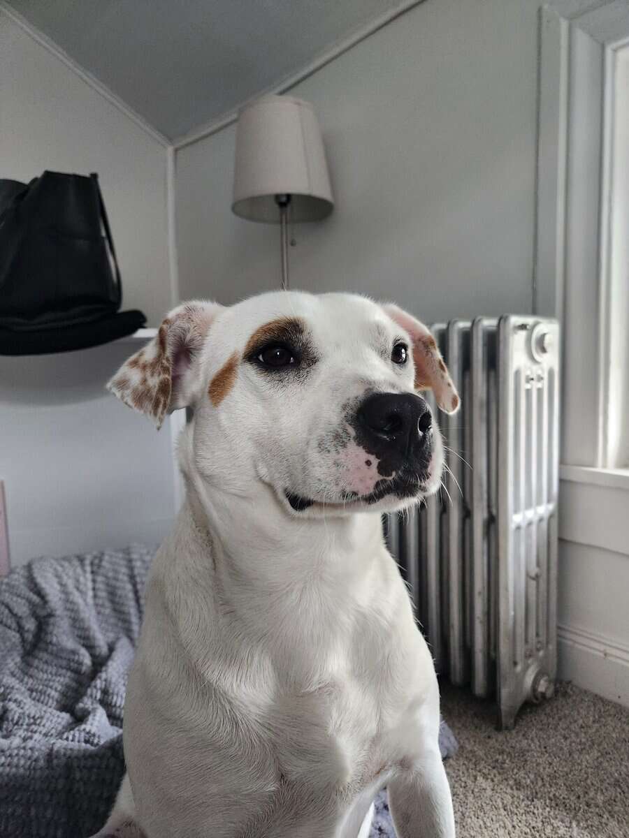 Princess rehoming image 3