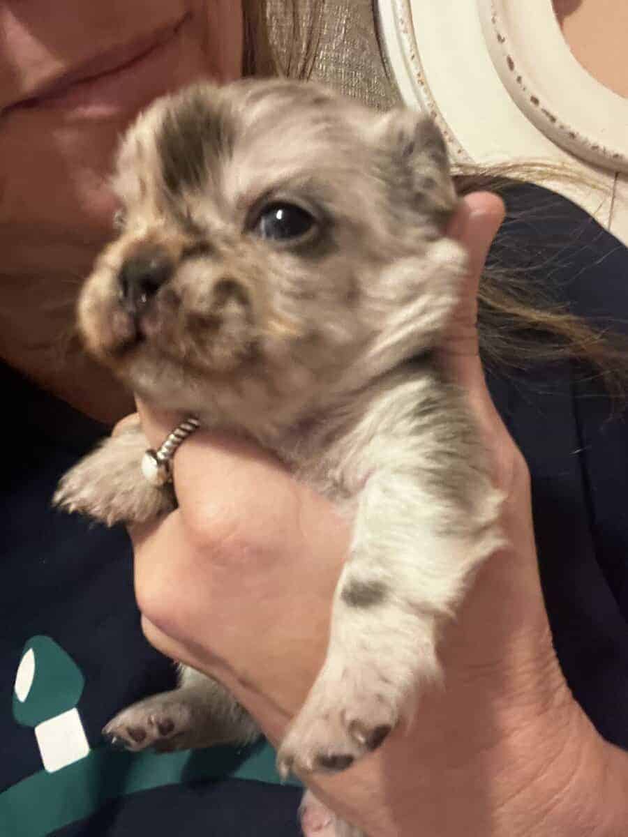 French Bulldog Puppies image 7