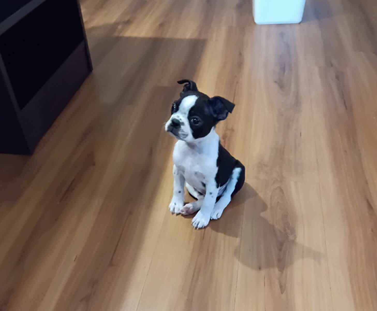 Boston Terrier Pup-Ready for Christmas! 🎄 image 2