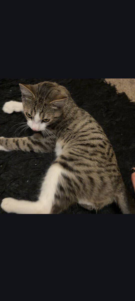 Kitten for sale, $20 image 2