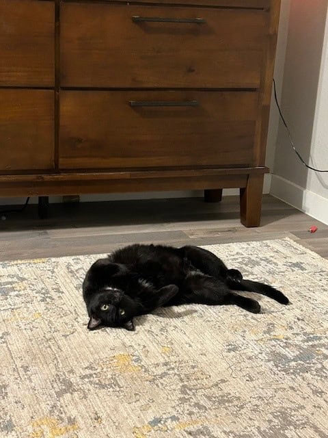 Gentle House Panther Needs His Forever Family image 1