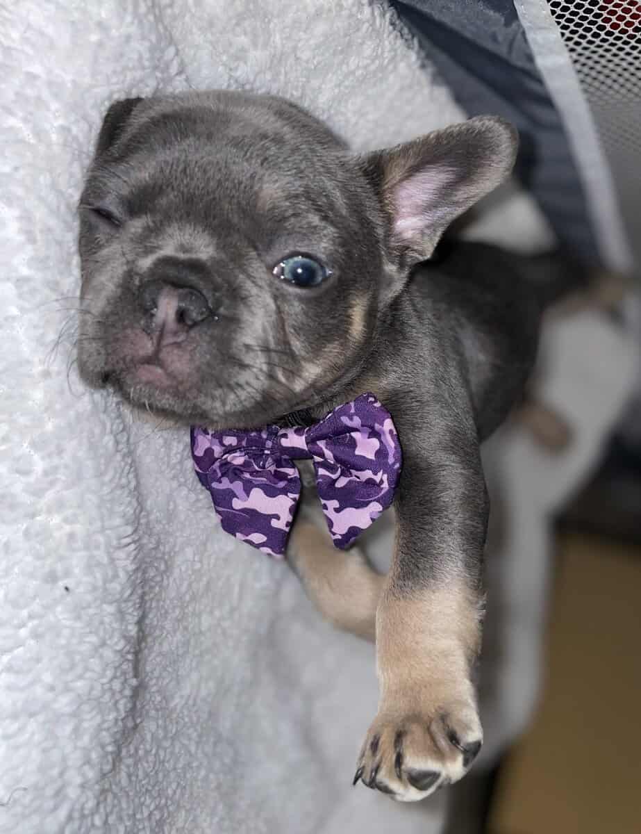 Lady, French bulldog image 5