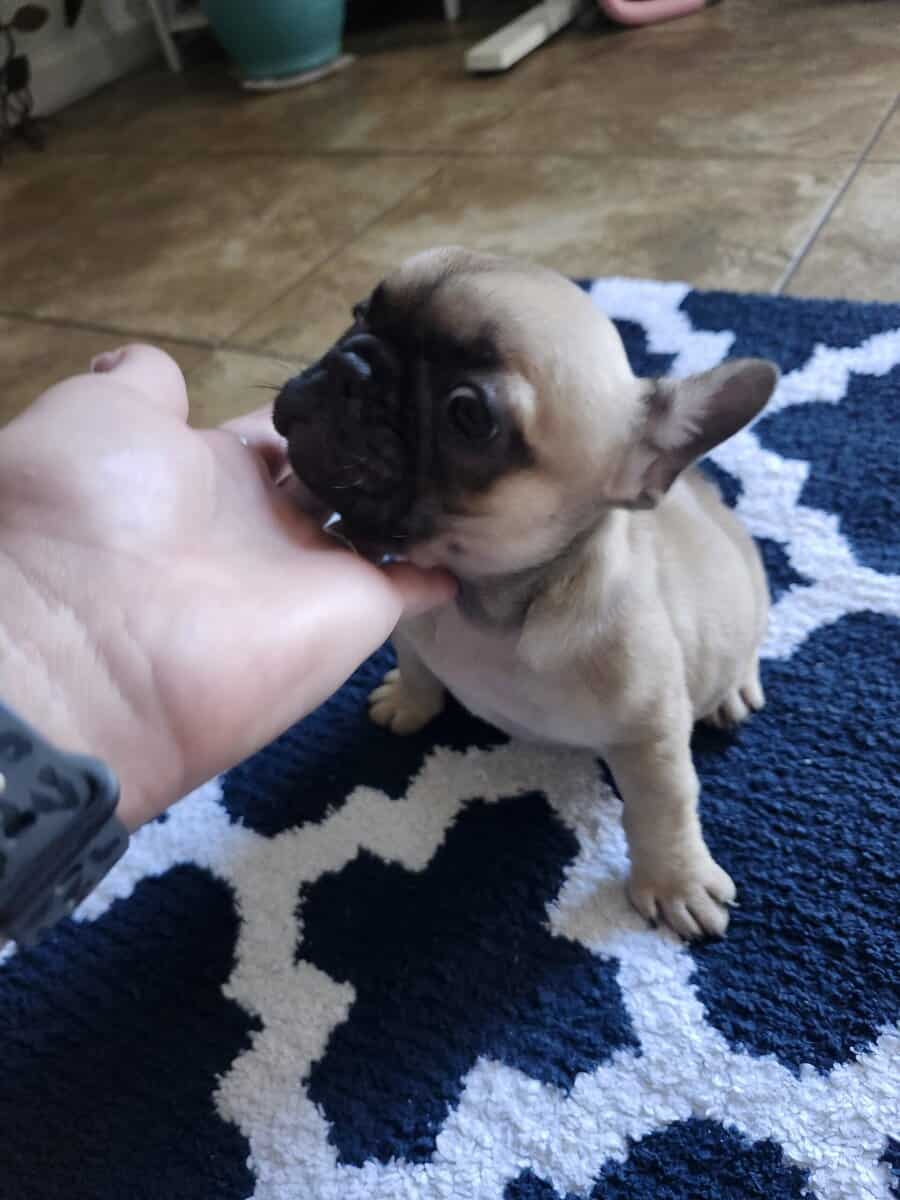 Puppies for sale french bulldog image 2