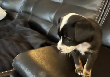 Female chihuahua 9 weeks old