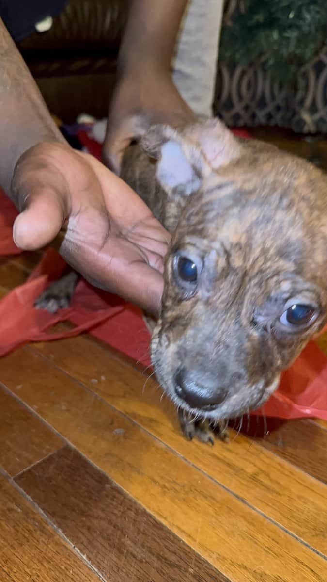 Pitbulls for sell image 3