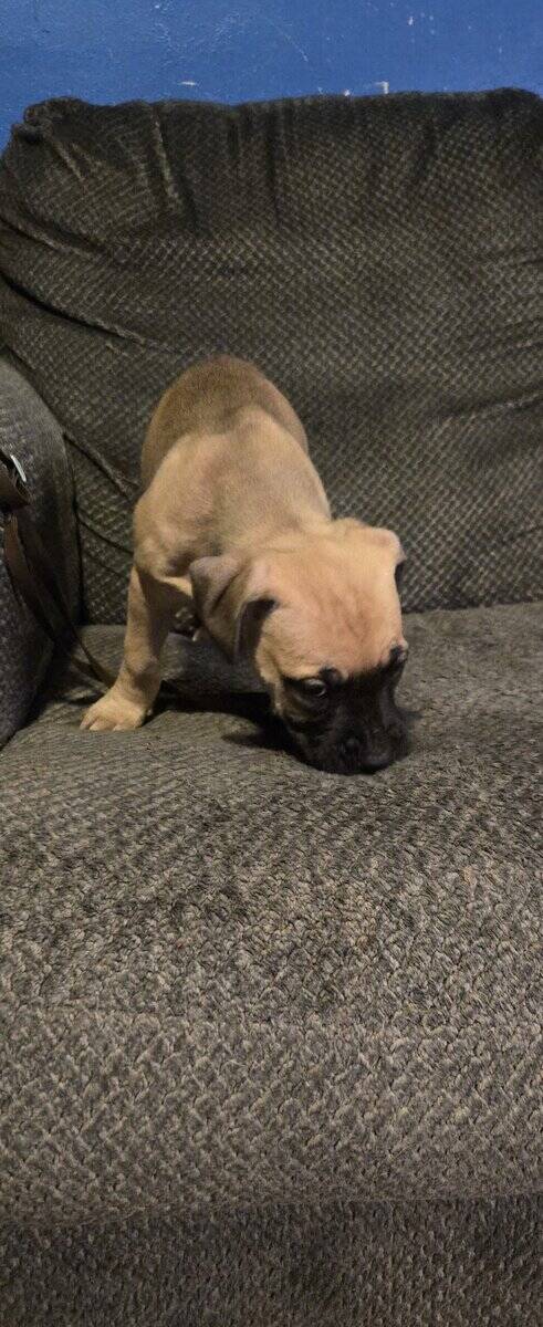 🎄✨ Holiday Cane Corso Puppies image 6