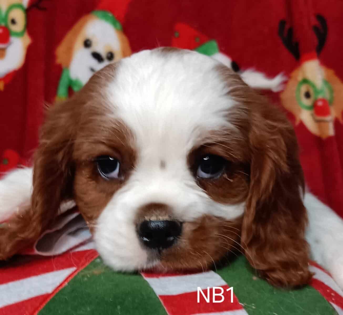 AKC Cavalier Puppies image 15