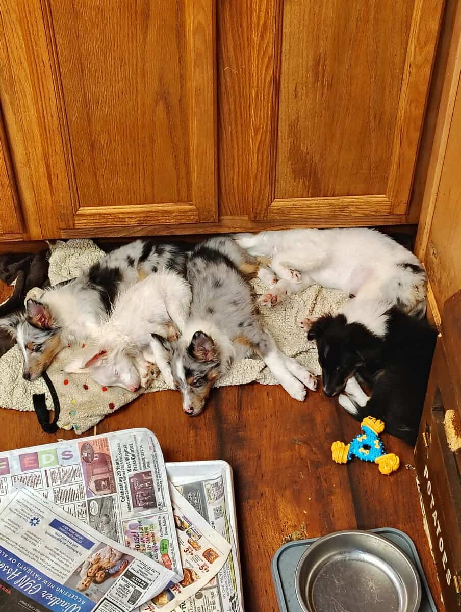 Toy size puppies for sale image 4