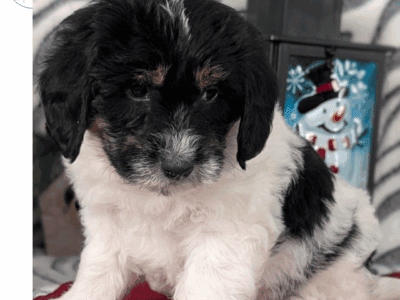 Asher (Mini Labradoodle)