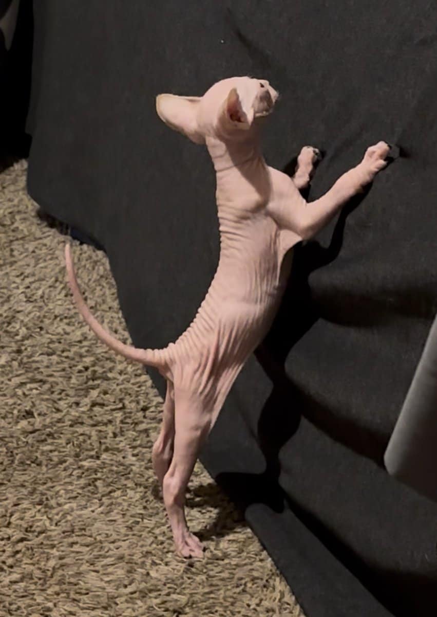 Sphynx kittens (Hairless) image 6