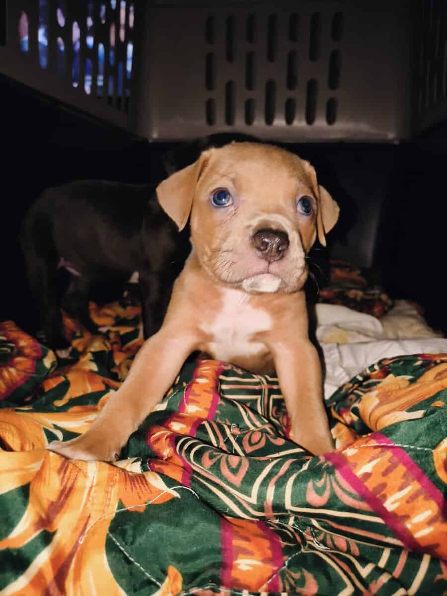 Prime DNA nanny pitbull puppies for adoption image 2