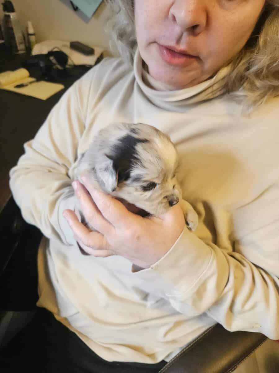 2 Australian shepherd puppies image 9