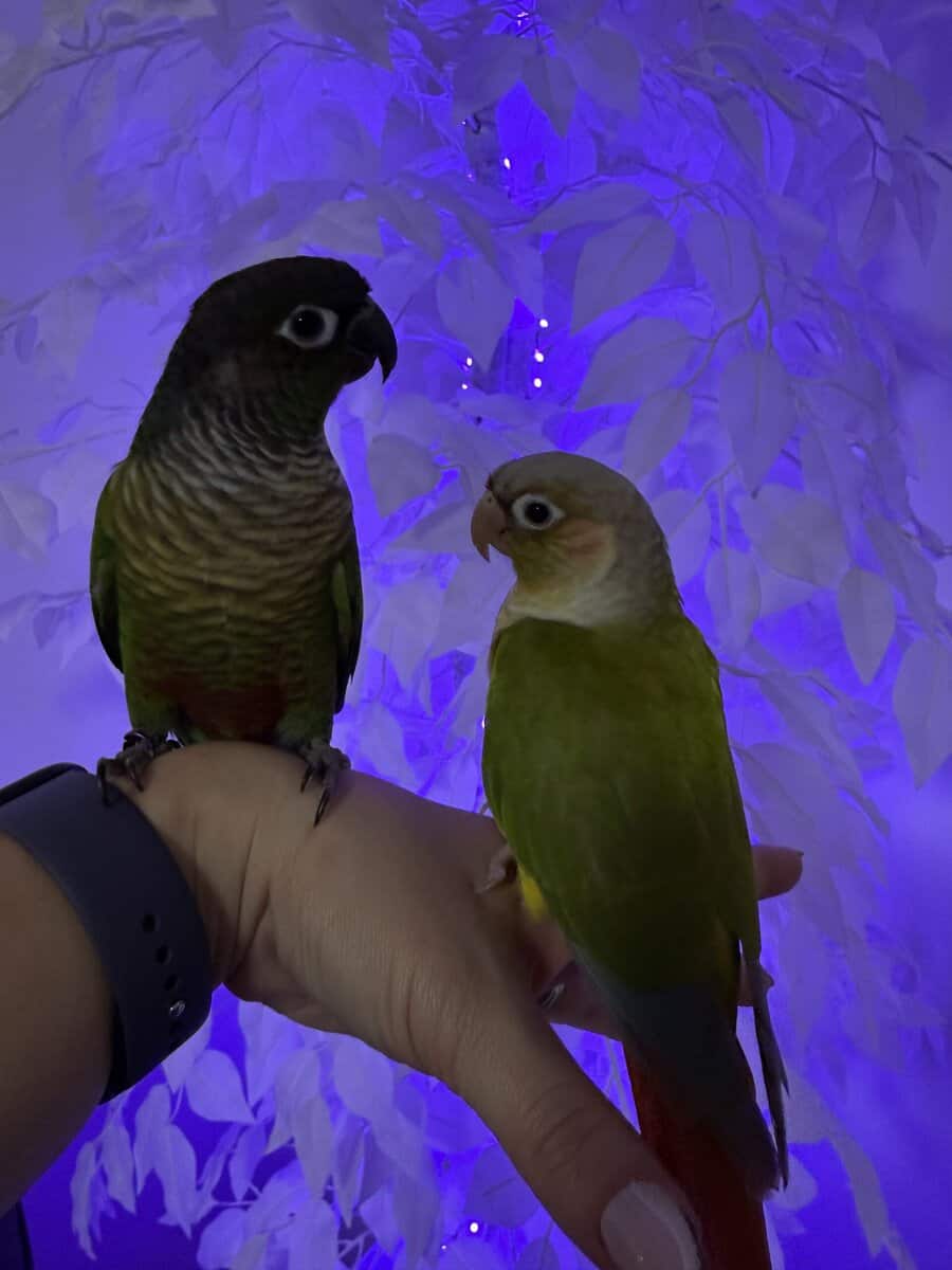Green cheek conure and pineapple image 1