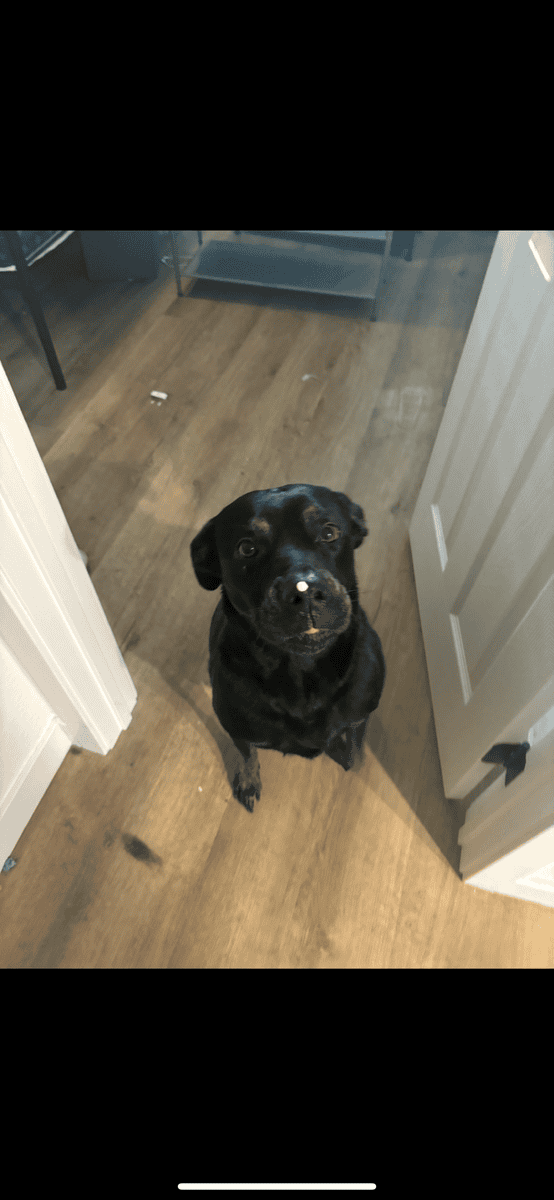 Rehoming Laila image 2