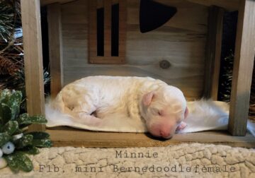 Mini Bernedoodle – Minnie