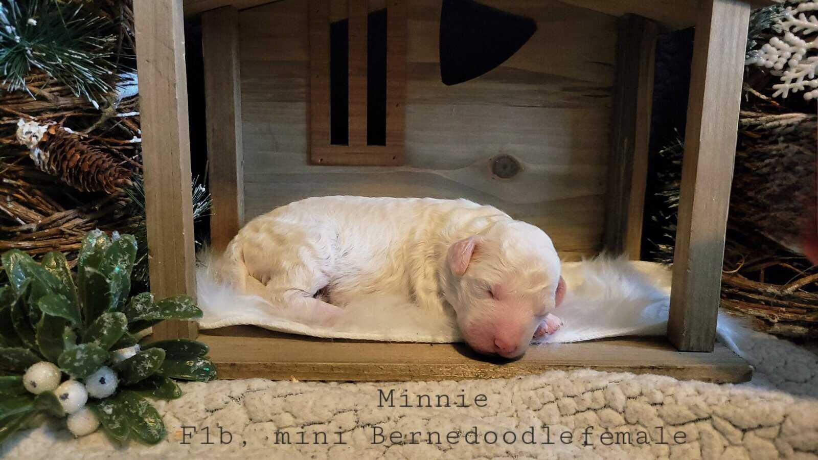 Mini Bernedoodle - Minnie image 1