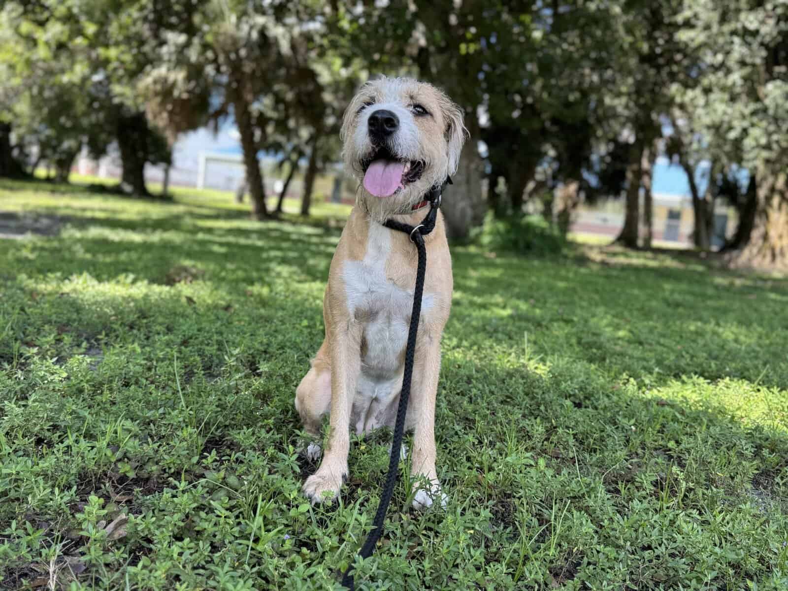 Adopt Lily image 4