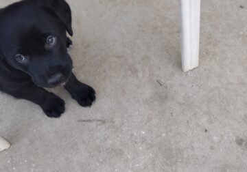 3 Black Lab/ boarder Collies male 8 weeks