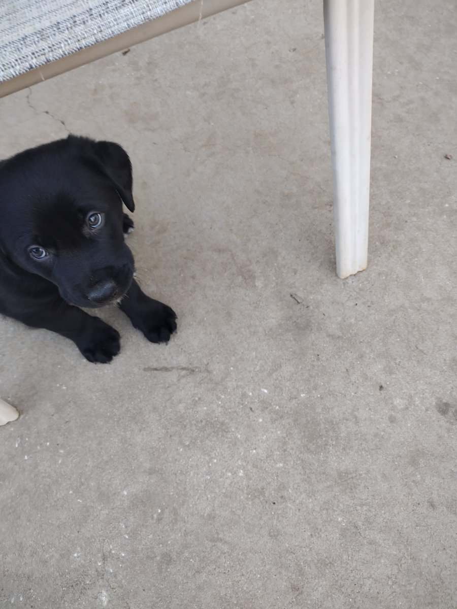3 Black Lab/ boarder Collies male 8 weeks image 1