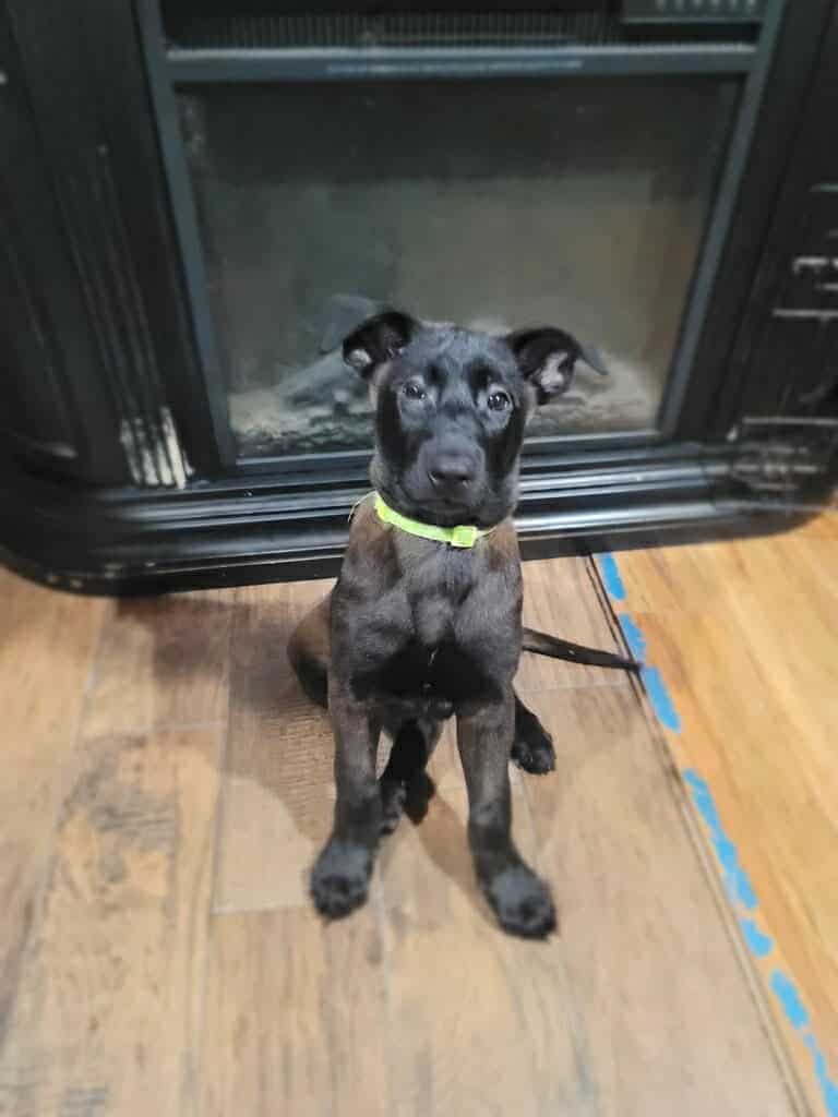 Belgian malinois pups image 9