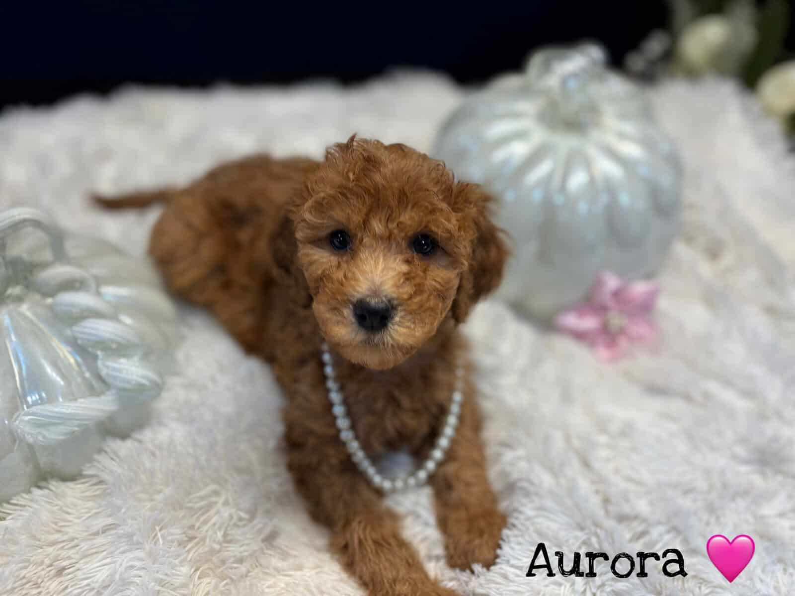F1BB GoldenDoodle Girls image 2