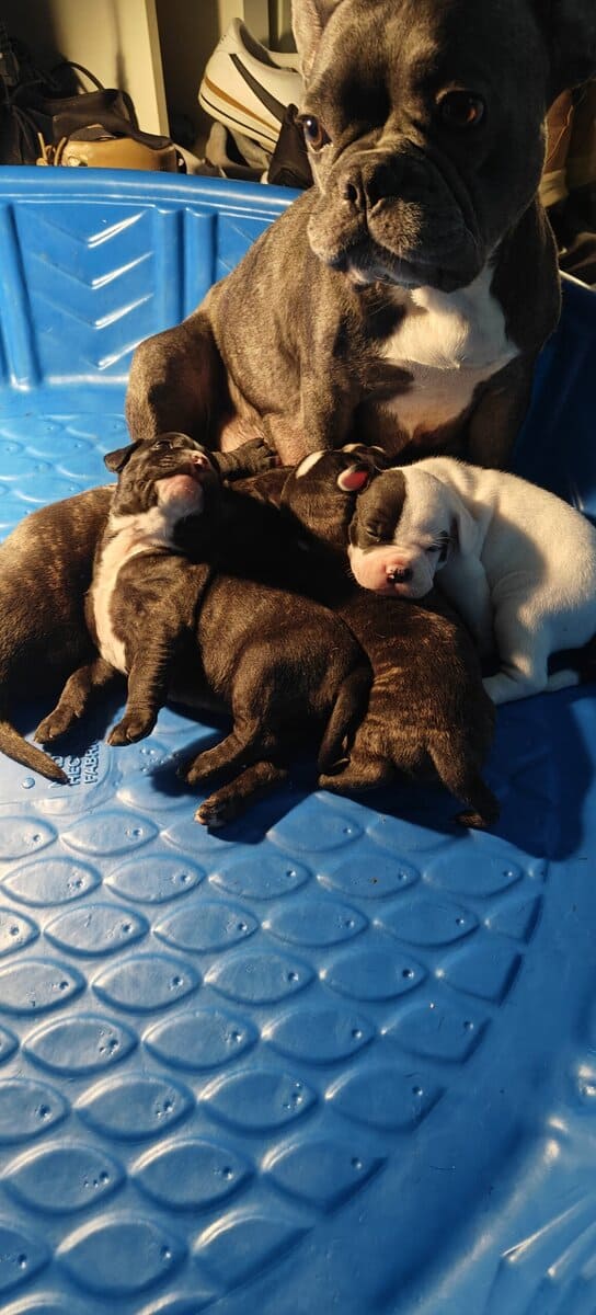 Levitt bulldogge / French bulldog hybrids image 11