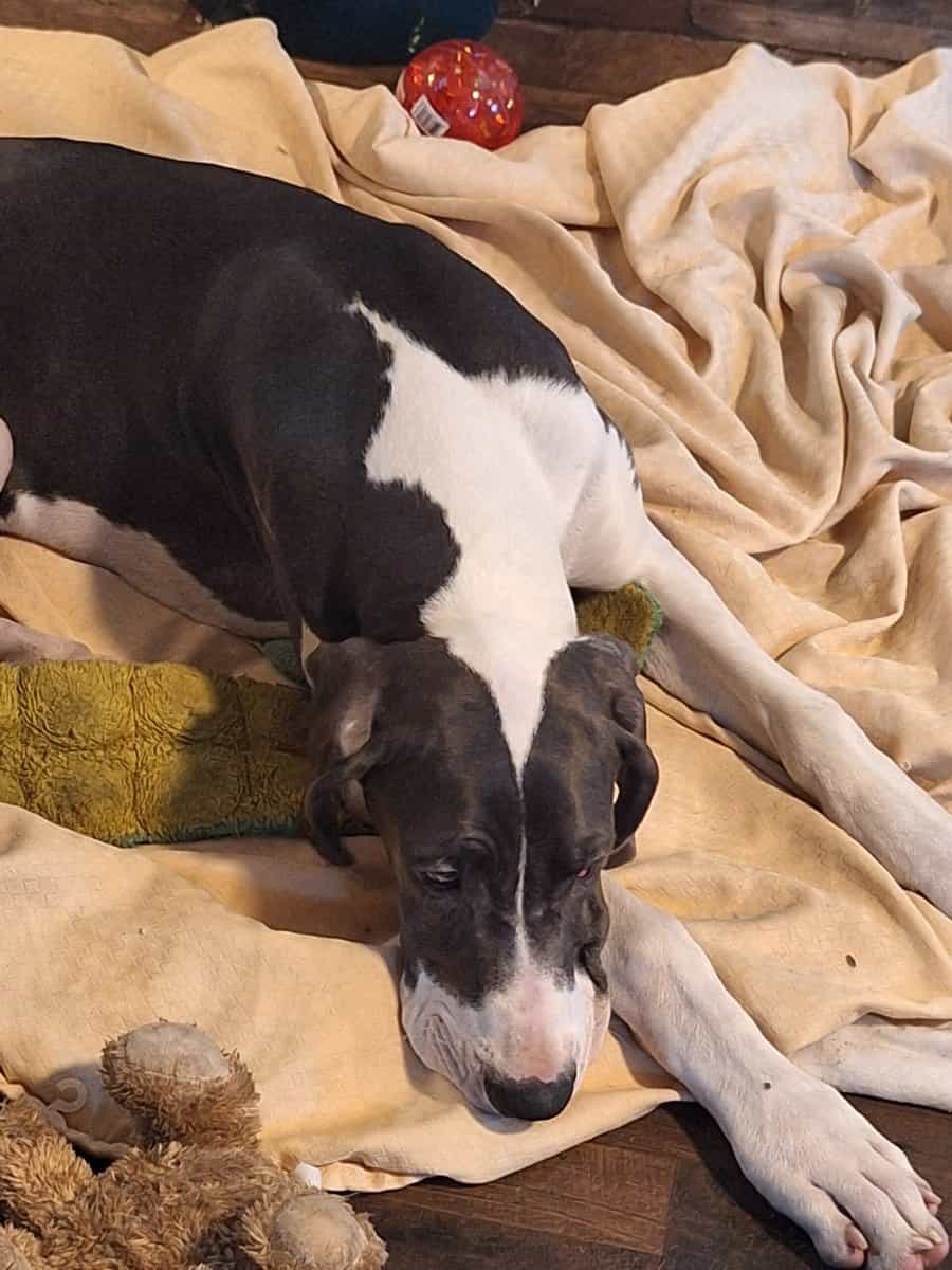 Great Dane puppies for sale image 6